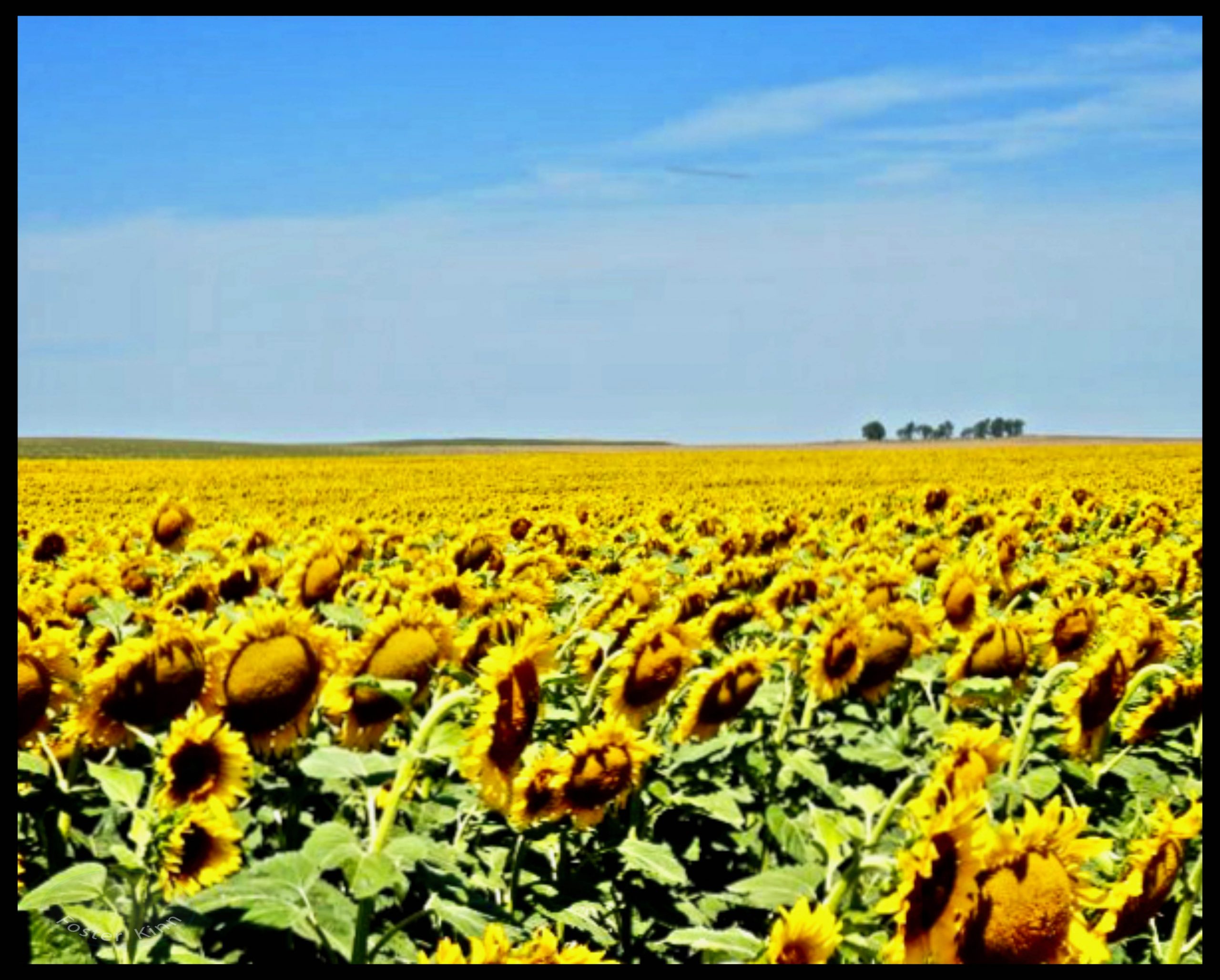 1 Dakota Sunflowers 1 Smaller