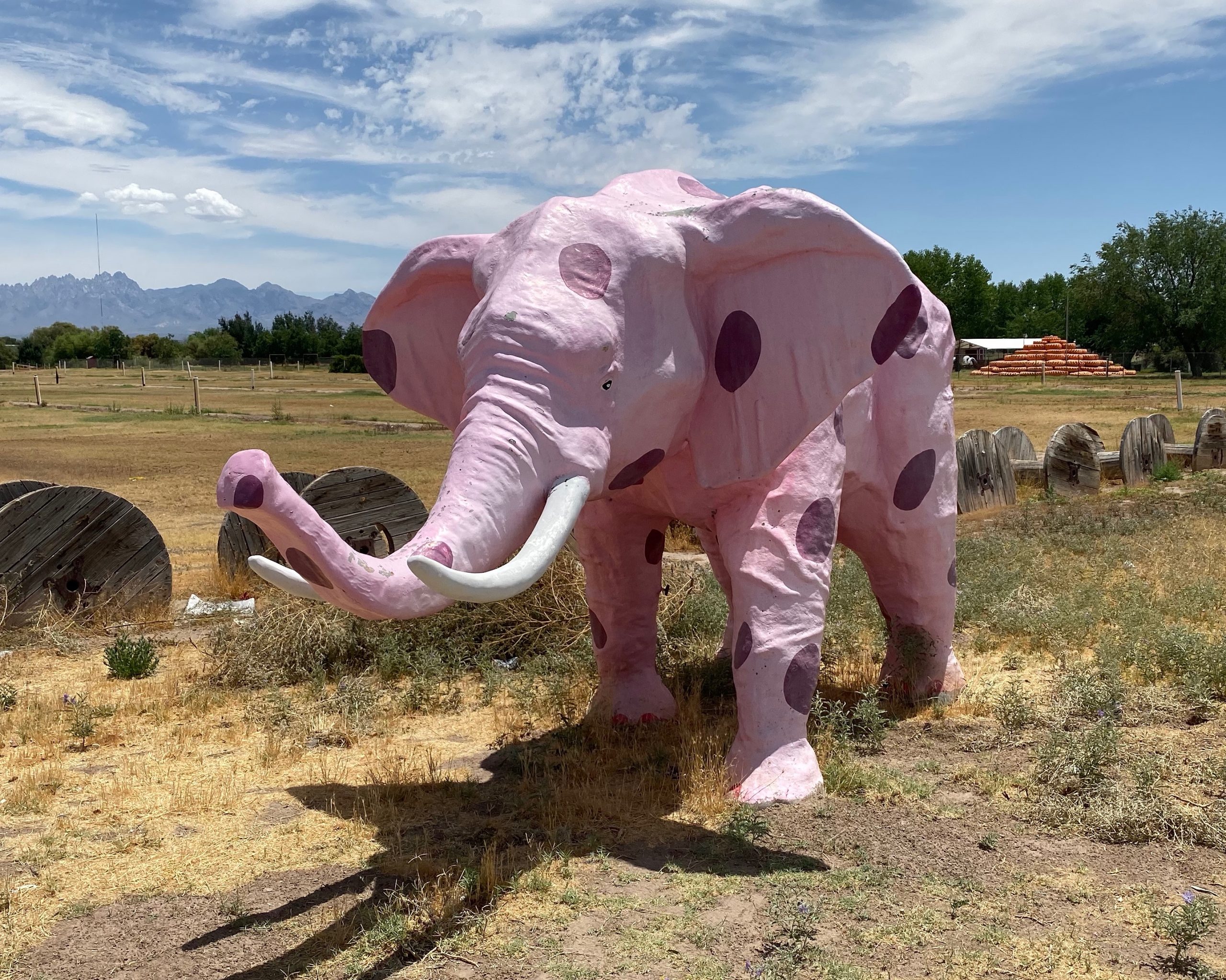 Pink Elephant NM 18jul