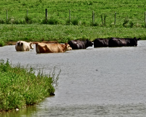 4 Cows Swimming 1 8X10